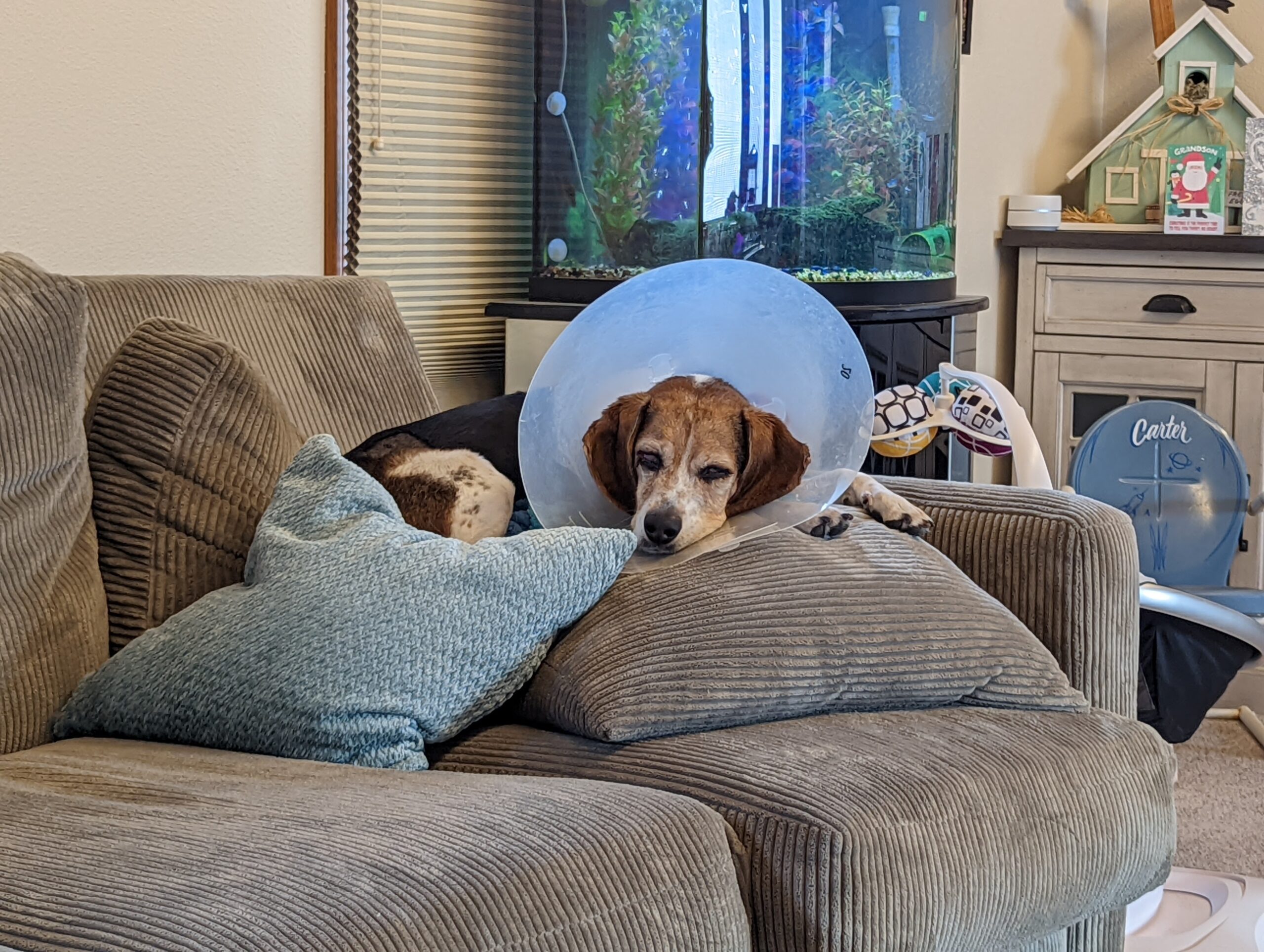 A Dog with E Collar Lying on Couch