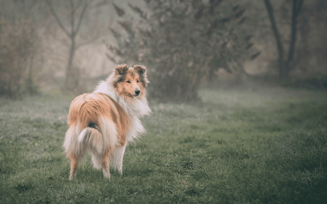 Fluffy collie dog outside in the mist