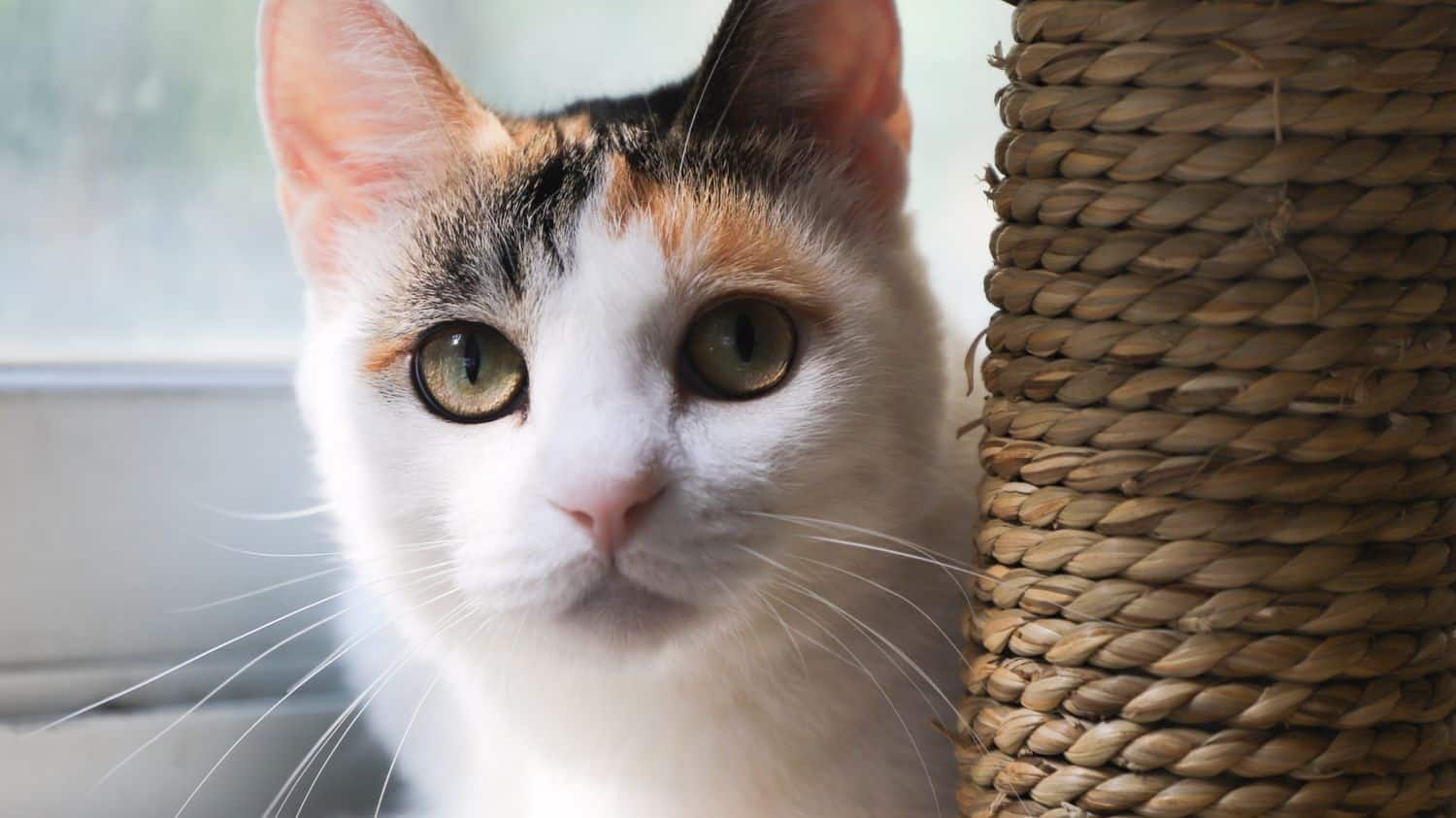 A cut kitten