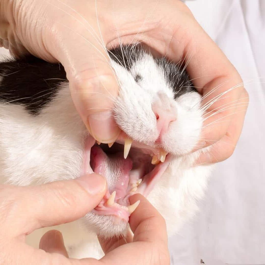 Cat Dental Care