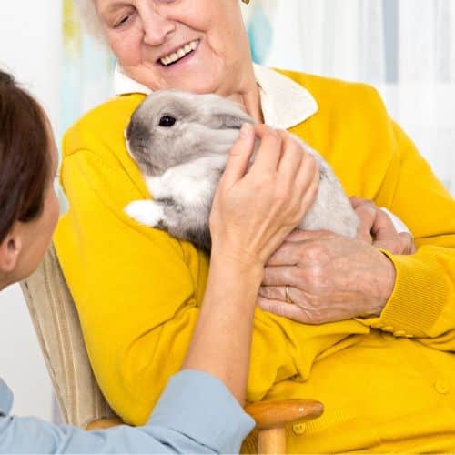 Rabbit care