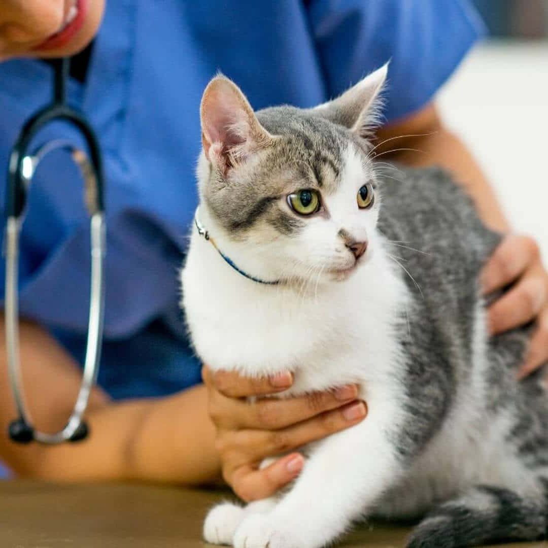 Woman in blue shirt holding a cat
