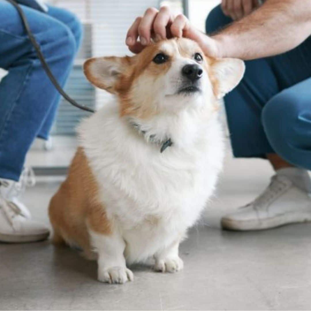 a vet hand on a dog head