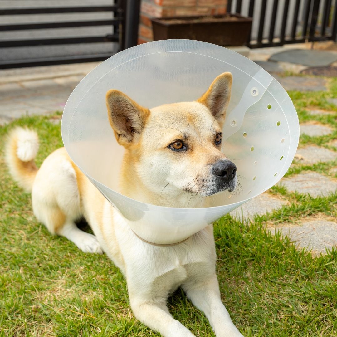 pet surgery