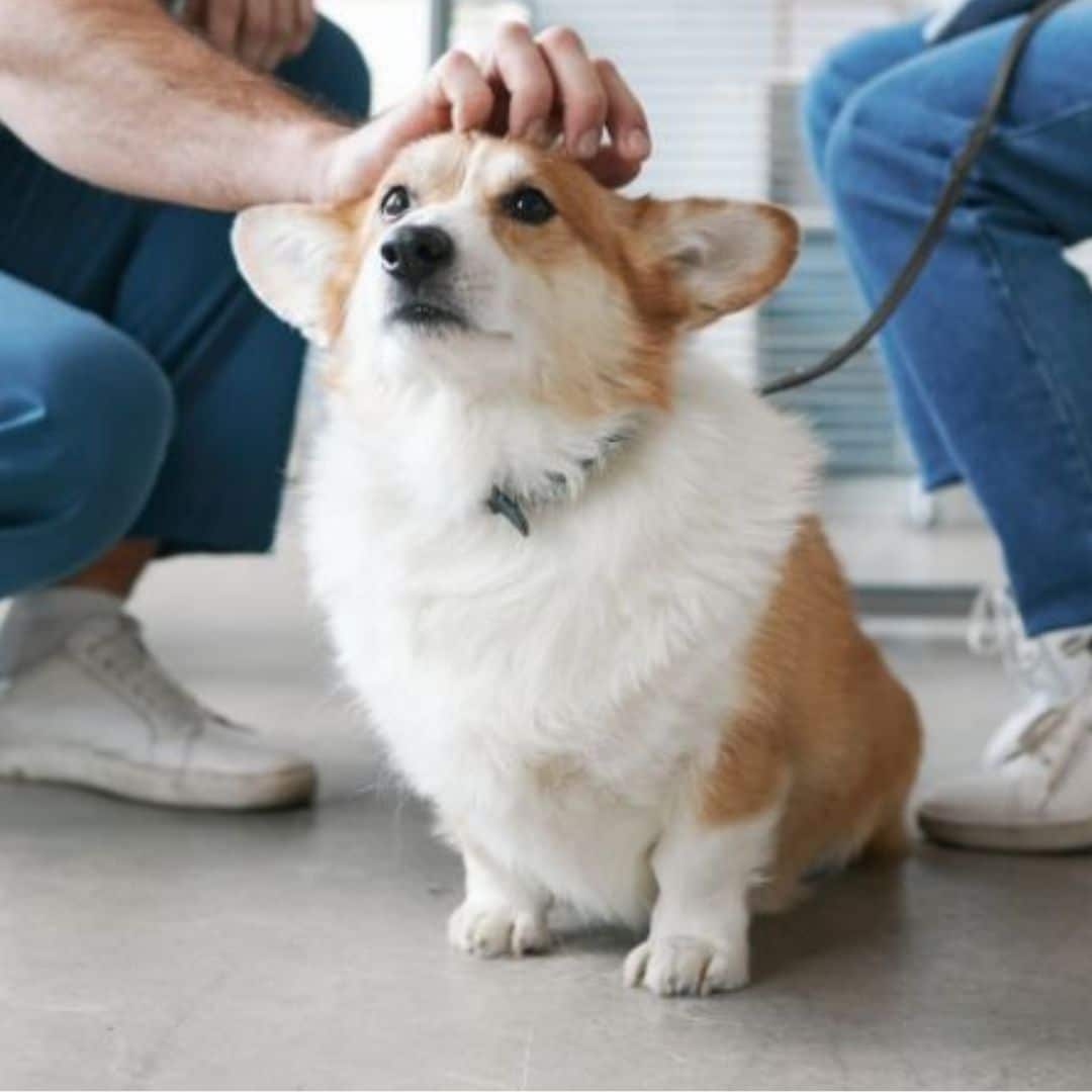 Pet Sick Visit